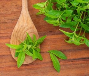 Limon otu fidesi lemon verbena lippia citriodora freshman 1 fide