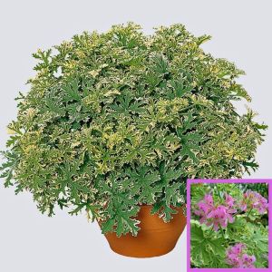Kokulu çift renk yapraklı sardunya fidesi pelargonium lady plymouth