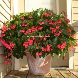 Sarkan begonya saksıda begonia dragon wings