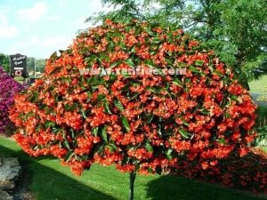 Sarkan begonya saksıda begonia dragon wings