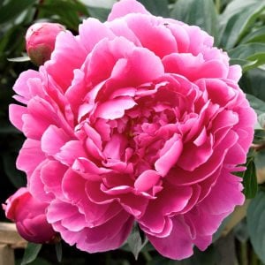 Dr. Alex Fleming şakayık soğanı saksıda kokulu paeonia lactiflora peony