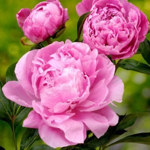 Dr. Alex Fleming şakayık soğanı saksıda kokulu paeonia lactiflora peony