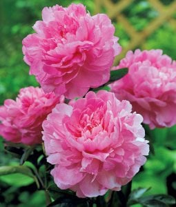 Dr. Alex Fleming şakayık soğanı saksıda kokulu paeonia lactiflora peony