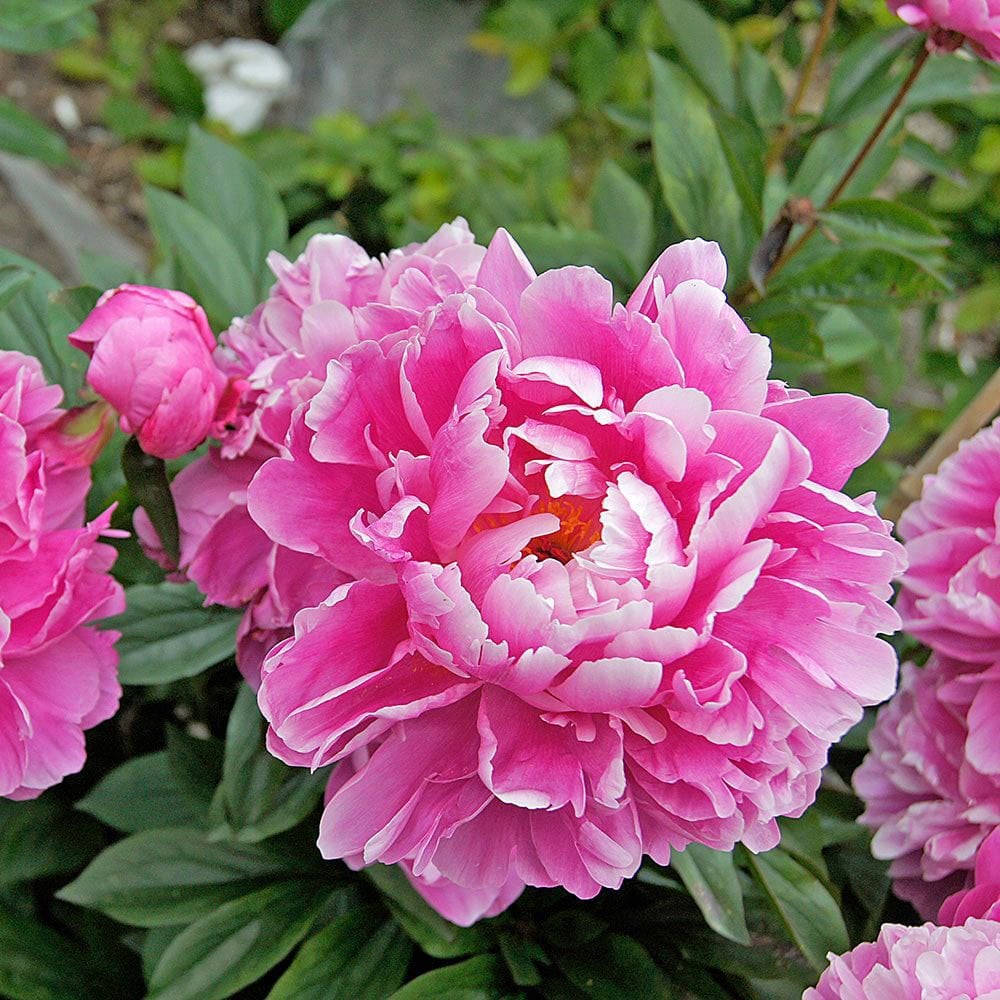 Dr. Alex Fleming şakayık soğanı saksıda kokulu paeonia lactiflora peony