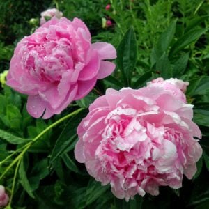 Dr. Alex Fleming şakayık soğanı saksıda kokulu paeonia lactiflora peony