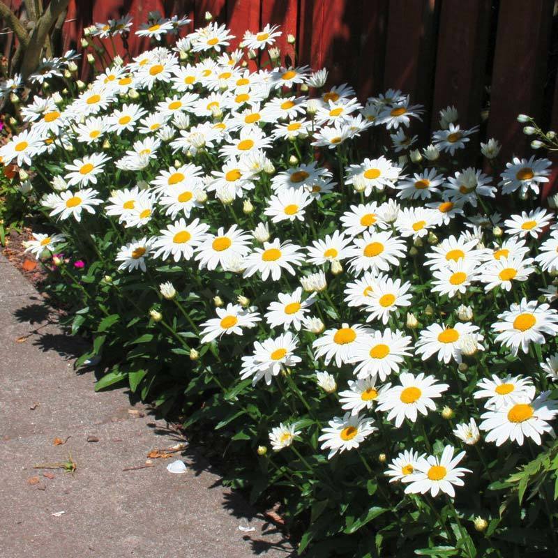 Kalıcı papatya tohumu chrysanthemum maximum shasta daisy