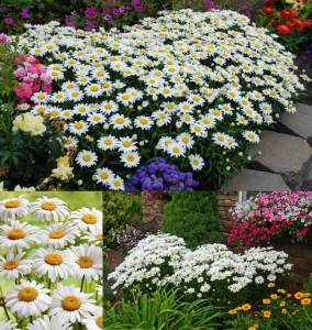Kalıcı papatya tohumu chrysanthemum maximum shasta daisy