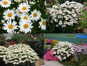 Kalıcı papatya tohumu chrysanthemum maximum shasta daisy