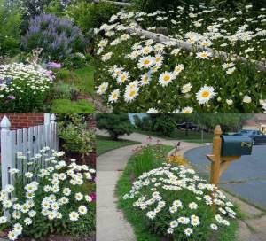 Kalıcı papatya tohumu chrysanthemum maximum shasta daisy