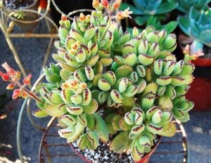Cotyledon tomentosa sukulent bitki