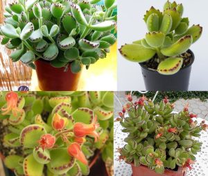 Cotyledon tomentosa sukulent bitki