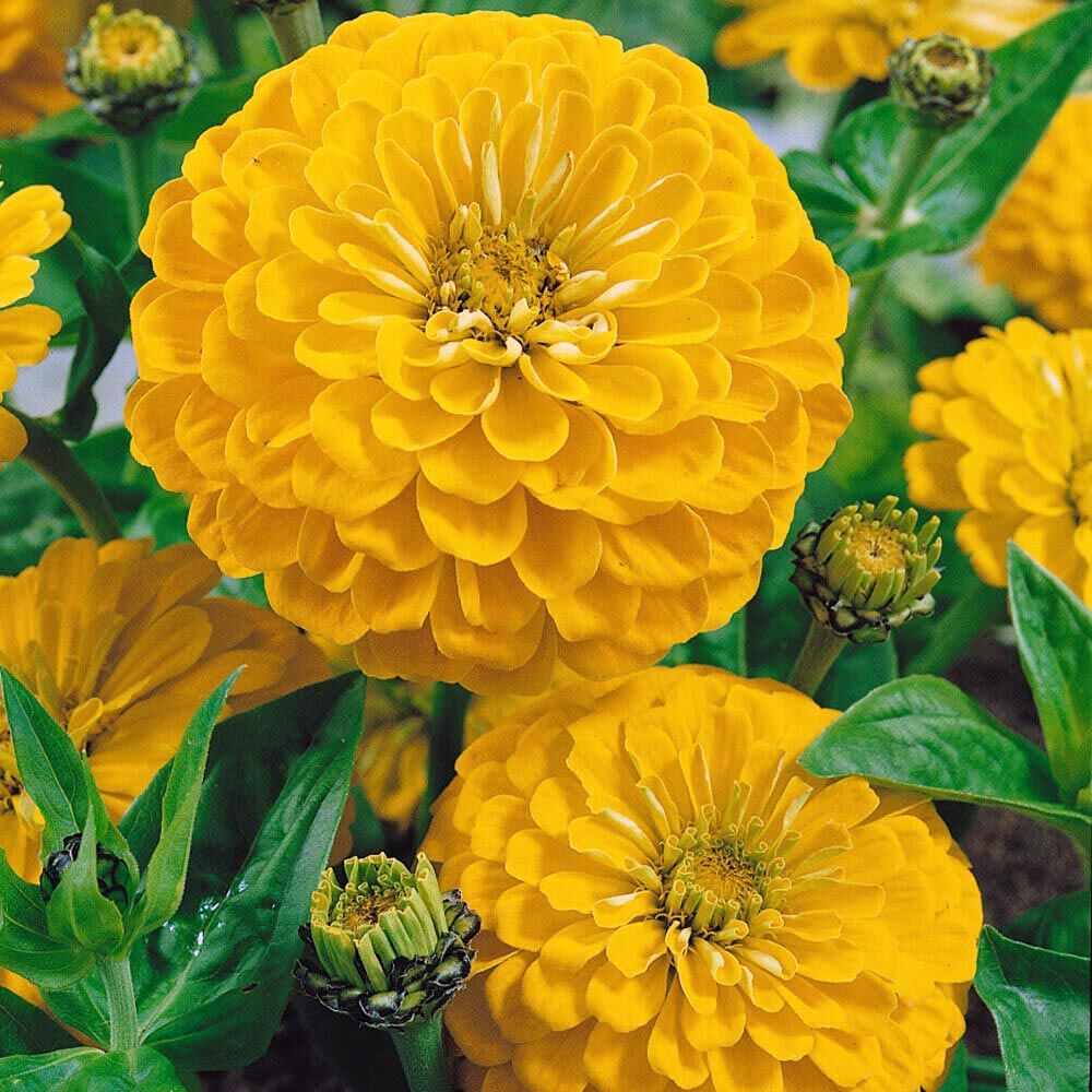 Sarı zinnia tohumu katmerli zinya dahlia flowered yellow