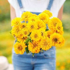 Sarı zinnia tohumu katmerli zinya dahlia flowered yellow
