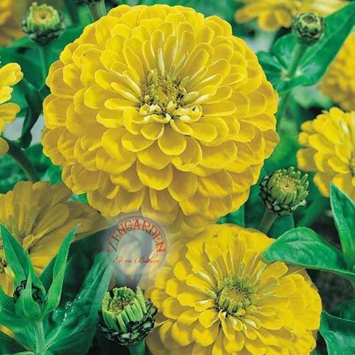 Sarı zinnia tohumu katmerli zinya dahlia flowered yellow