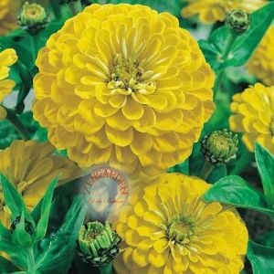 Sarı zinnia tohumu katmerli zinya dahlia flowered yellow