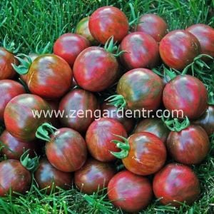Siyah zebra kiraz domates tohumu geleneksel