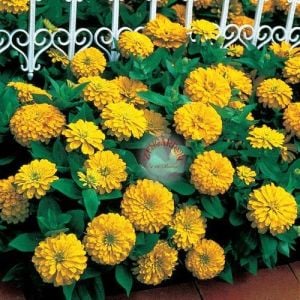 Sarı zinnia tohumu katmerli zinya dahlia flowered yellow