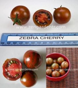Siyah zebra kiraz domates tohumu geleneksel