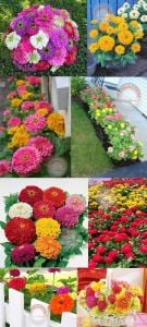 Sarı zinnia tohumu katmerli zinya dahlia flowered yellow