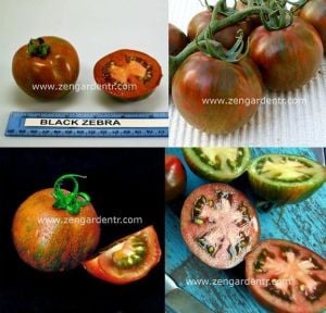 Siyah zebra kiraz domates tohumu geleneksel