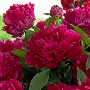 Adolphe Rousseau şakayık kokulu paeonia lactiflora peony