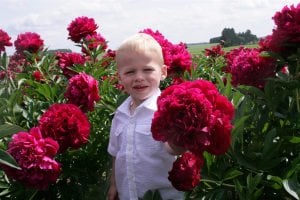 Adolphe Rousseau şakayık kokulu paeonia lactiflora peony