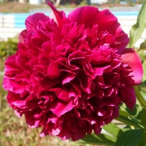 Adolphe Rousseau şakayık kokulu paeonia lactiflora peony