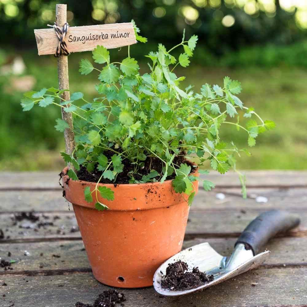 Salad Burnet tohumu salatalık tadında yeşillik sanguisorba minor