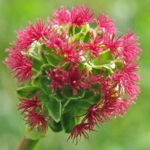 Salad Burnet tohumu salatalık tadında yeşillik sanguisorba minor