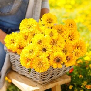 Sarı zinnia tohumu katmerli zinya dahlia flowered yellow