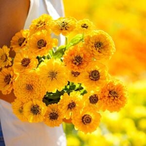 Sarı zinnia tohumu katmerli zinya dahlia flowered yellow