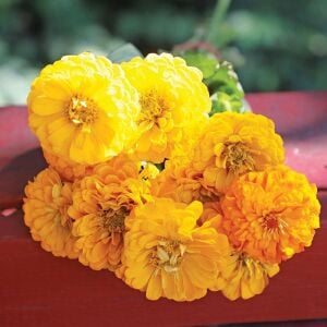 Sarı zinnia tohumu katmerli zinya dahlia flowered yellow