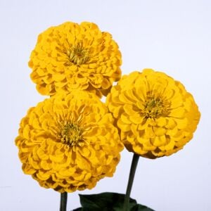 Sarı zinnia tohumu katmerli zinya dahlia flowered yellow