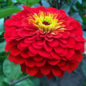 Kırmızı zinnia tohumu katmerli elegans