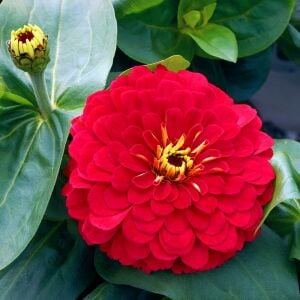 Kırmızı zinnia tohumu katmerli elegans