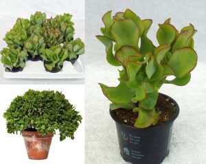 Crassula arborescens undulatifolia kıvırcık para ağacı sukulent