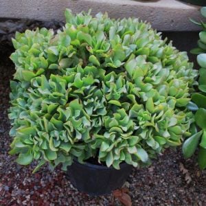 Crassula arborescens undulatifolia kıvırcık para ağacı sukulent