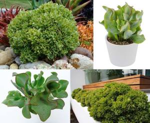 Crassula arborescens undulatifolia kıvırcık para ağacı sukulent