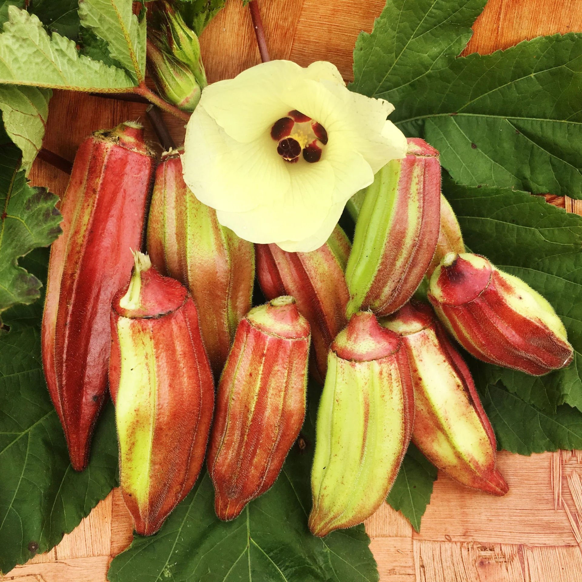Atalık Kırmızı bamya tohumu hill country red okra