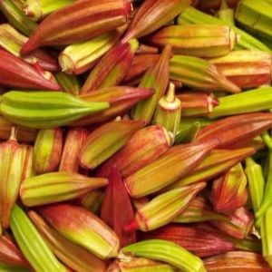 Atalık Kırmızı bamya tohumu hill country red okra