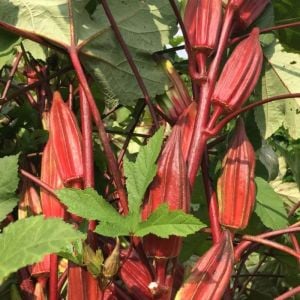 Atalık Kırmızı bamya tohumu hill country red okra