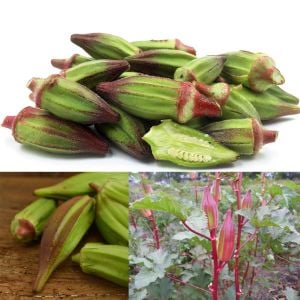 Atalık Kırmızı bamya tohumu hill country red okra