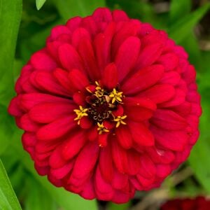 Kırmızı zinnia tohumu katmerli elegans