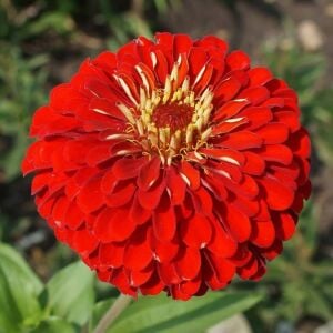 Kırmızı zinnia tohumu katmerli elegans