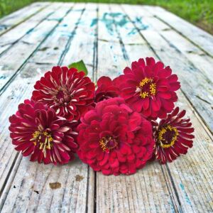 Kırmızı zinnia tohumu katmerli elegans