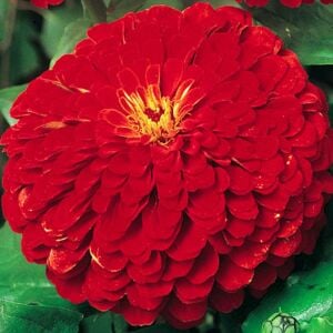 Kırmızı zinnia tohumu katmerli elegans
