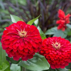 Kırmızı zinnia tohumu katmerli elegans