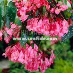 Cane begonya maculata tamaya fidesi