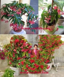 Cane begonya maculata tamaya fidesi