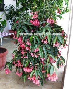 Cane begonya maculata tamaya fidesi